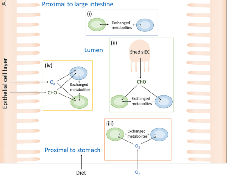 Possible scenarios in the small intestine